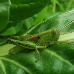 Melanoplus bivittatus