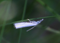 Crambus albellus