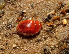 Stenotarsus blatchleyi