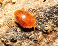 Stenotarsus blatchleyi