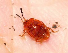 Stenotarsus blatchleyi