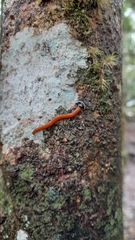 Diversibipalium salvini