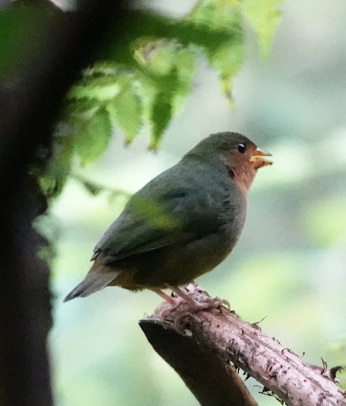 Tawny-breasted Parrotfinch (Erythrura hyperythra), photo 2