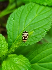 Alagoasa bipunctata