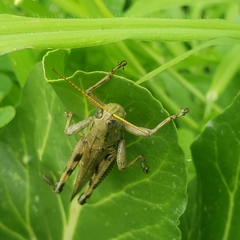 Melanoplus differentialis