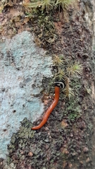 Diversibipalium salvini