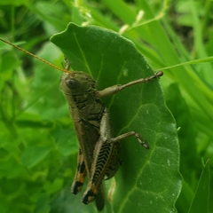 Melanoplus differentialis