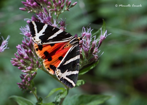 Jersey Tiger, photo 8 of 9