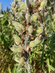 Macrosiphum albifrons