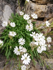 Silene borderei