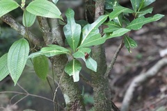 Abisara echerius