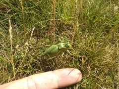 Callicrania ramburii