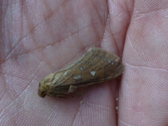 Pharmacis aemilianus