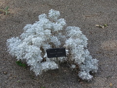 Senecio viravira