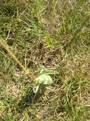 Callicrania ramburii