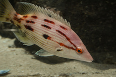 Bodianus unimaculatus