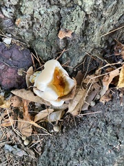 Ganoderma
