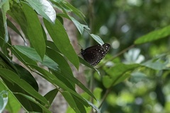 Euploea camaralzeman