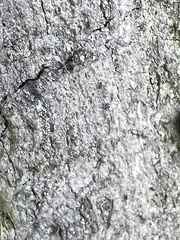 Lecanographa amylacea