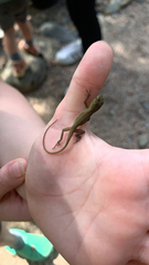 Anolis carolinensis