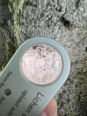 Lecanographa amylacea