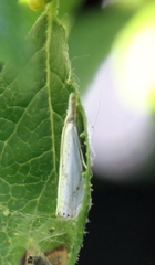 Crambus albellus