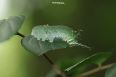 Hestina assimilis