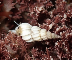 Epitonium indianorum