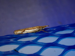 Crambus saltuellus