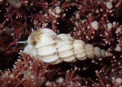 Epitonium indianorum