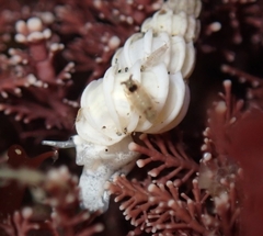 Epitonium indianorum