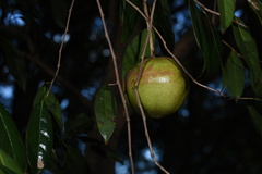 Camellia semiserrata