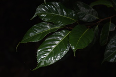 Camellia semiserrata