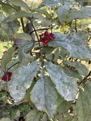 Erysiphe vanbruntiana sambuci-racemosae