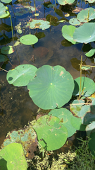 Nelumbo lutea