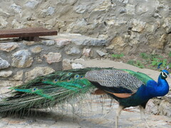 Pavo cristatus