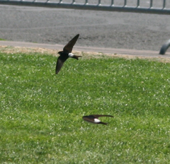 Delichon urbicum urbicum