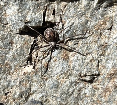 Philodromus spectabilis