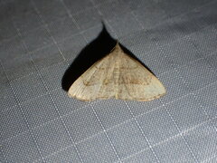 Macrochilo litophora