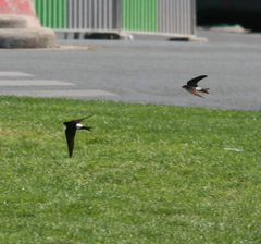 Delichon urbicum urbicum