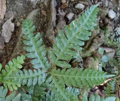 Pteris amoena