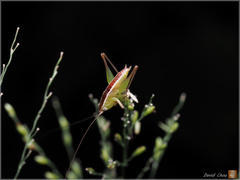 Conocephalus gigantius
