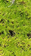 Plantago arborescens maderensis