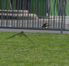 Delichon urbicum urbicum