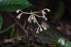 Ardisia primulifolia