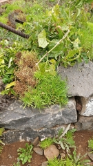 Plantago arborescens maderensis