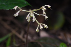 Ardisia primulifolia