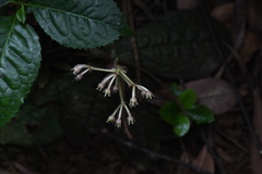 Ardisia primulifolia