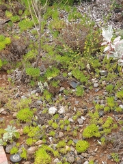 Plantago arborescens maderensis