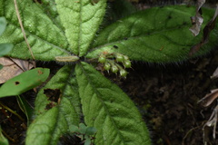 Ardisia primulifolia